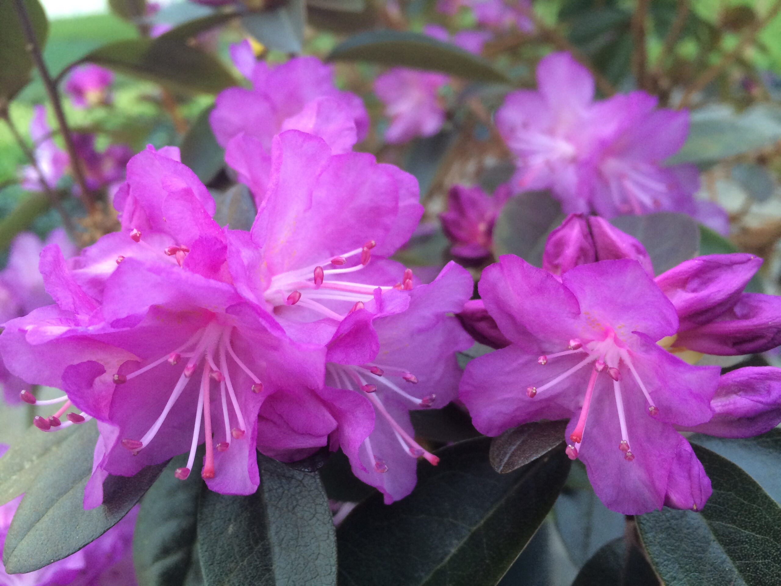 Pjm Rhoodendron Rhododendron Hybrid ‘Pjm Elite Star’ - Sidhu & Sons Nursery